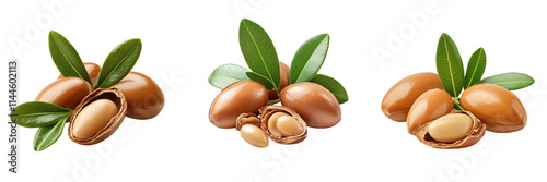 Set of Close-up of Moroccan Argania Spinosa nuts with vibrant green leaves on transparent png background