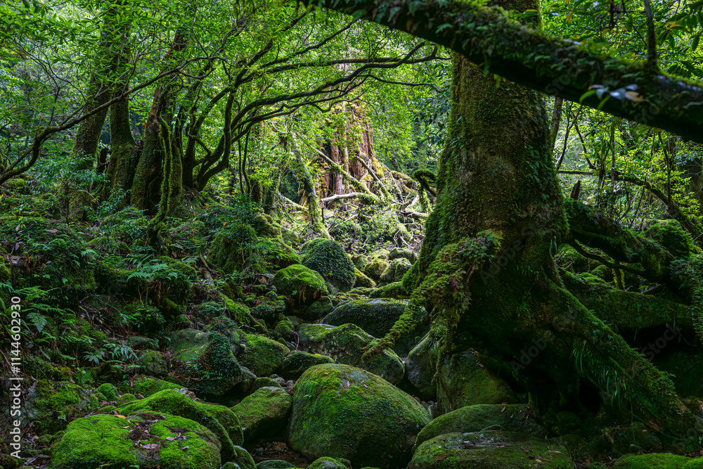 Obraz premium 屋久島 白谷雲水峡