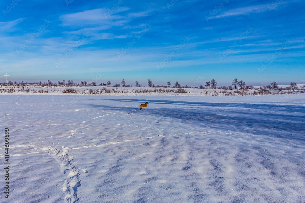 Fototapeta premium Landscapes - Forest - Europe, Romania, Suceava region