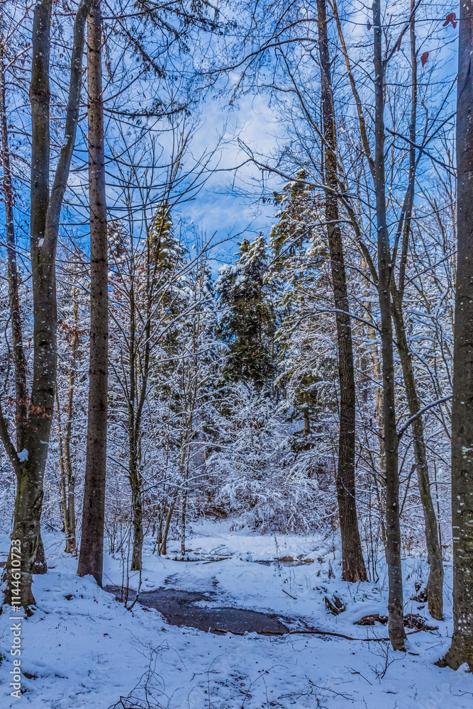 Fototapeta premium Landscapes - Forest - Europe, Romania, Suceava region