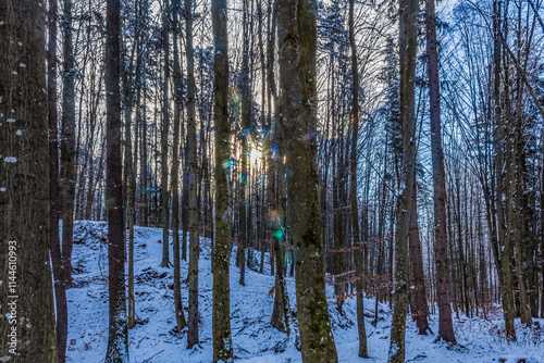 Landscapes - Forest - Europe, Romania, Suceava region