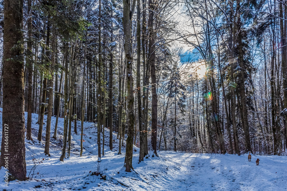 Landscapes - Forest - Europe, Romania, Suceava region Landscapes - Forest - Europe, Romania, Suceava region