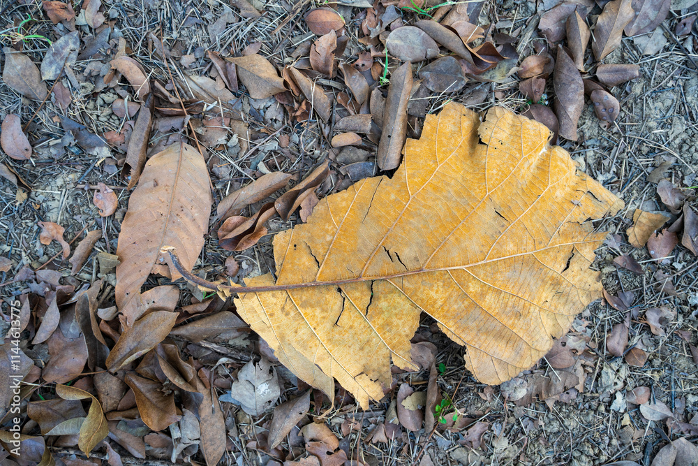 Dry leaves falling on the ground. brown teak leaves texture, autumn background, and Many dry leaves falling on the ground Dry leaves falling on the ground. brown teak leaves texture, autumn background, and Many dry leaves falling on the ground