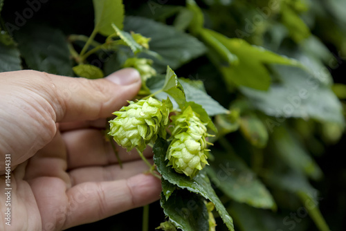 man's hand holding picking hops (lupulin beer brewing ingredient) agriculture crop bine vine green leaves yellow hop flower (ale lager alcohol production) grow growing farm brewery company noble