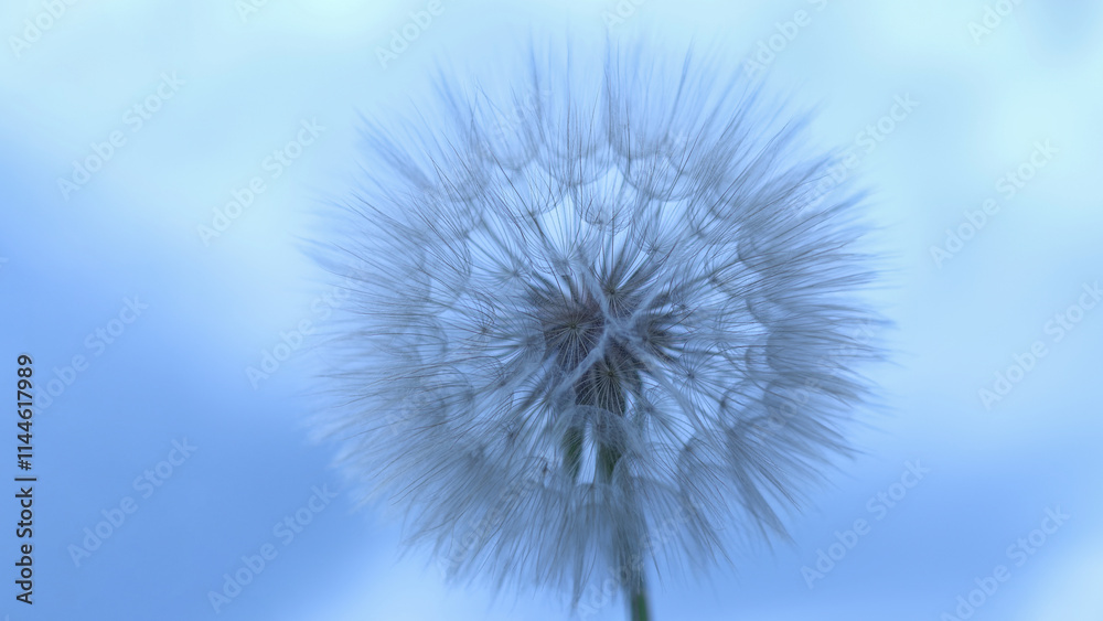 Beautiful flower dandelion on a background of clear blue sky. Close up of fluffy Dandelion on a blue background. Taraxacum Erythrospermum. Abstract nature background. Beautiful flower dandelion on a background of clear blue sky. Close up of fluffy Dandelion on a blue background. Taraxacum Erythrospermum. Abstract nature background.