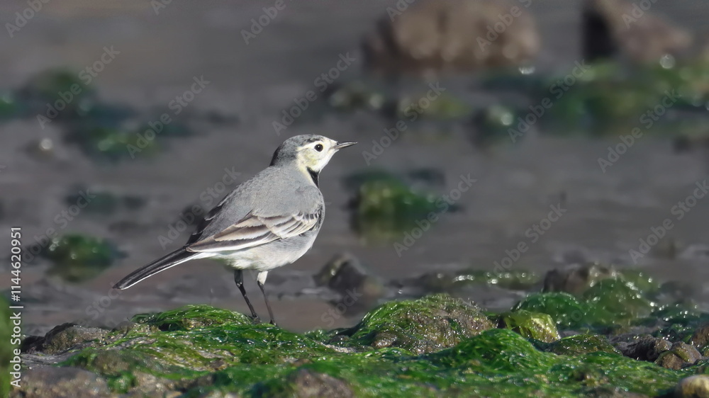 Obraz premium White Wagtail, Motacilla alba, birds of Montenegro 