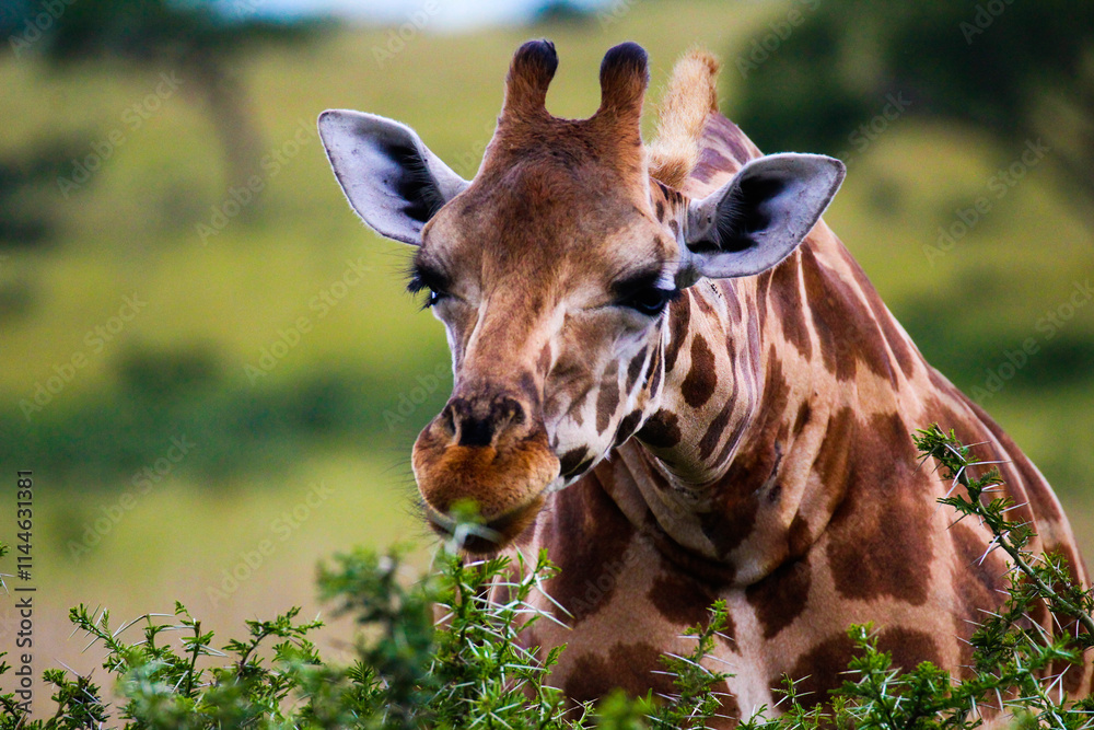 Obraz premium giraffe eating grass