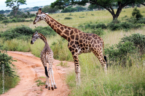 Canvas Print Giraffe standing with child