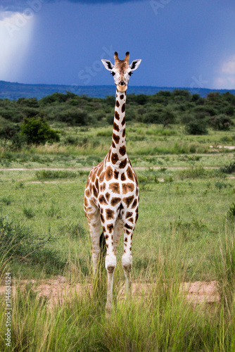 Photography giraffe in the savannah