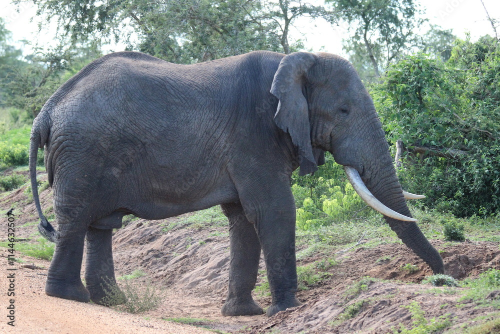 Obraz premium elephant in the wild