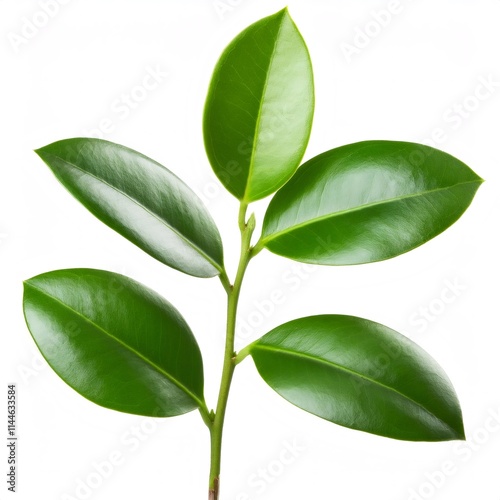 Studio shot of a green Clusia branch with thick, oval leaves, isolated on a white background, showcasing the full depth of field photo