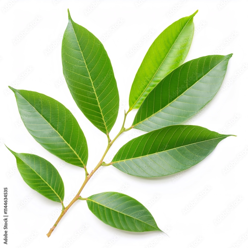 Close up of durian tree branch bearing fresh green leaves, positioned against crisp white background Close up of durian tree branch bearing fresh green leaves, positioned against crisp white background