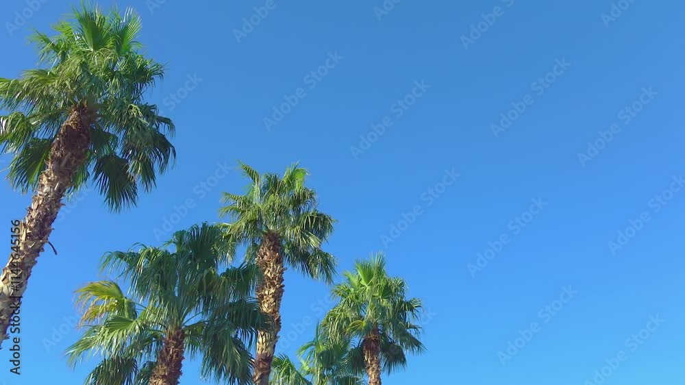 Tall palm trees against a clear blue sky in California in 4k