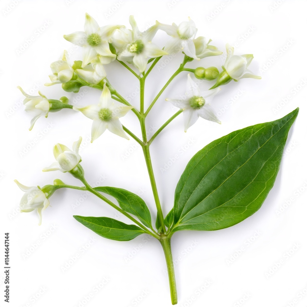 Fototapeta premium Close up mountain pepper branch displaying delicate white blossoms, verdant leaves against pristine white background