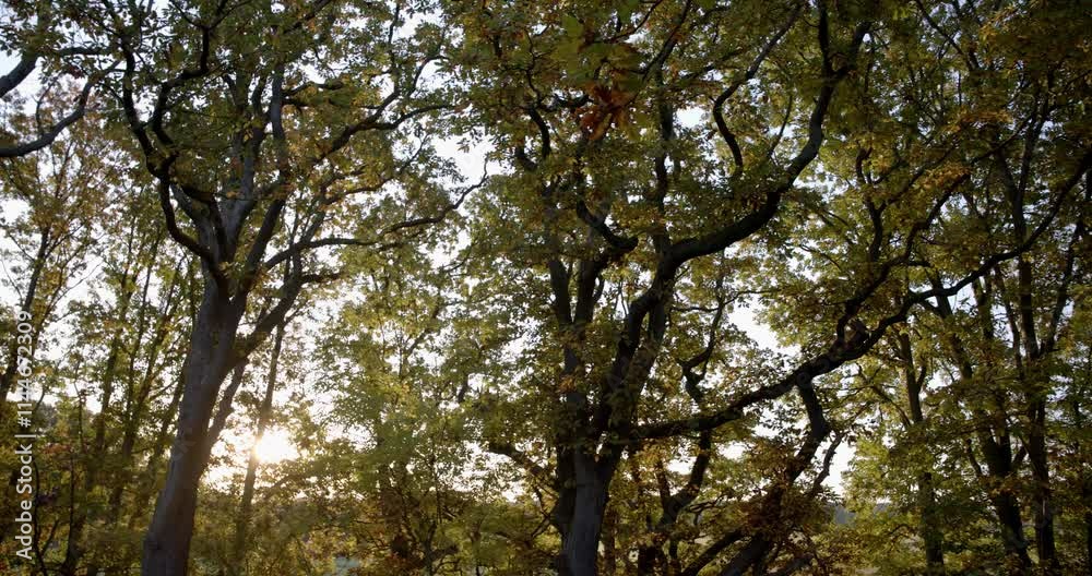 Big trees in autumn Big trees in autumn