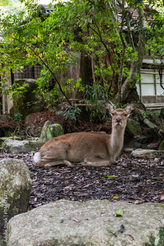 Sika Deer Resting Peacefully in Garden near Traditional House – Nara, Japan photo