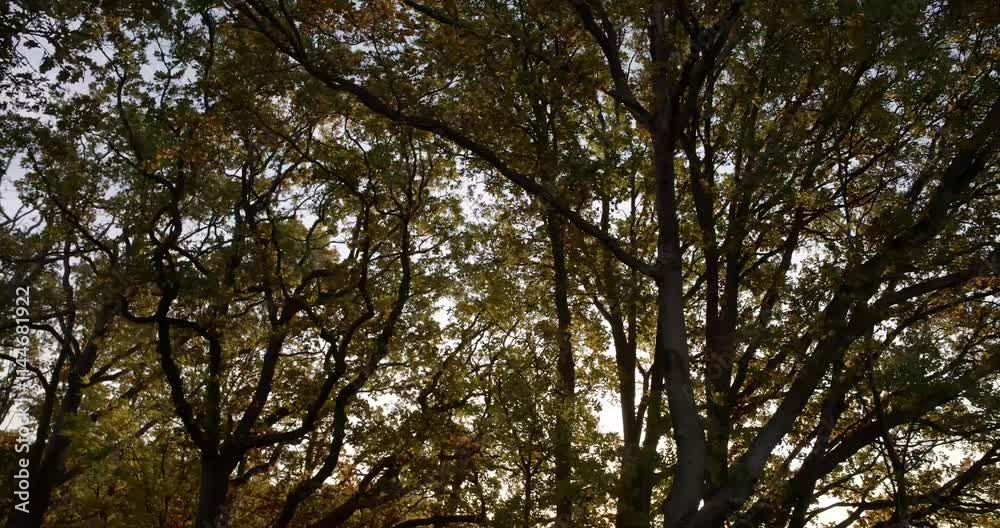 Beautiful autumn trees in the forest Beautiful autumn trees in the forest