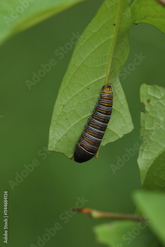 Zebra swallowtail butterfly caterpillar eating pawpaw leaf