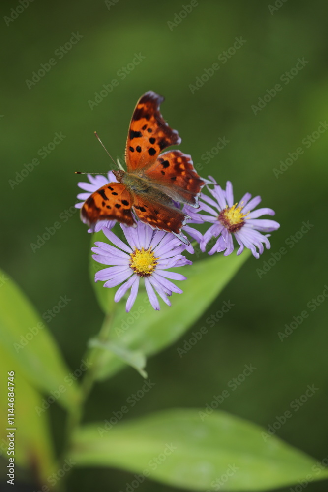 Comma butterfly on smooth blue aster Comma butterfly on smooth blue aster