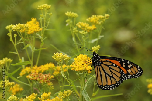 Monarch butterfly on grass leaved goldenrod
