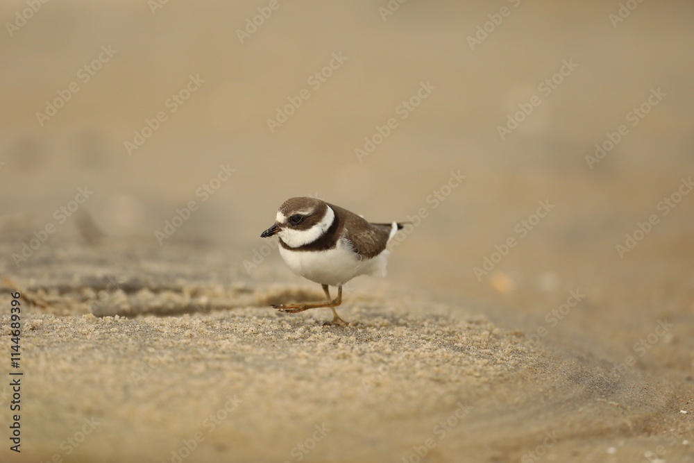 semipalmated plover on the beach semipalmated plover on the beach