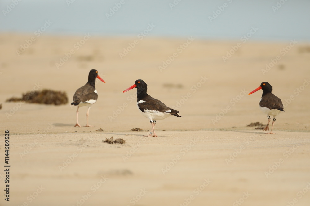 Group of banded oyster catchers on the beach Group of banded oyster catchers on the beach