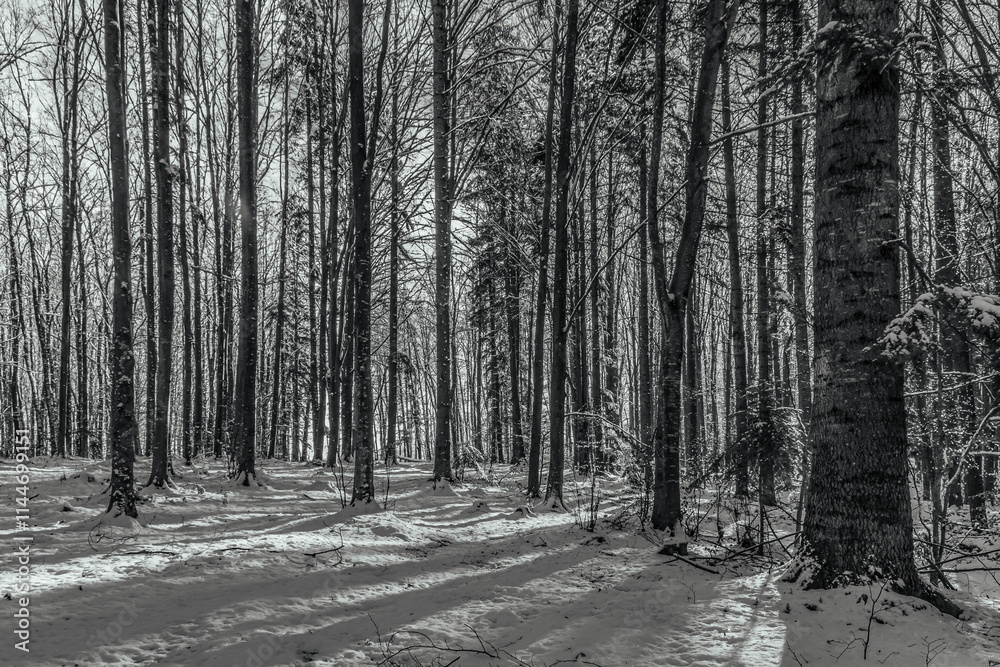 Fototapeta premium Landscapes - Forest - Europe, Romania, Suceava region