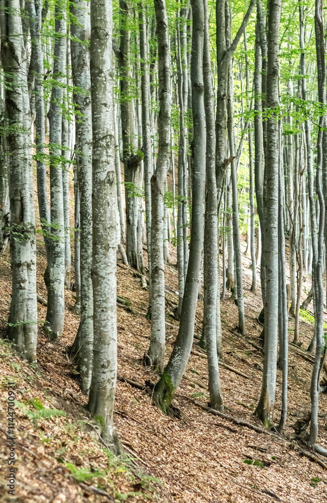 Carpathian Beech Forest: Gray Tree Trunks Carpathian Beech Forest: Gray Tree Trunks