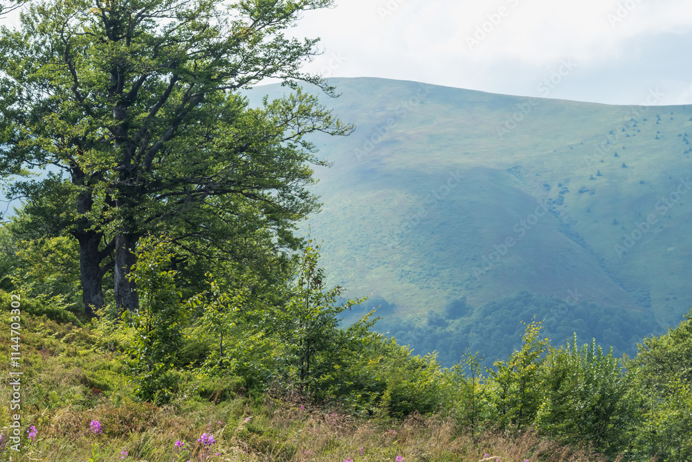  Summer Vista with Majestic Beech Tree and Misty Mountains
