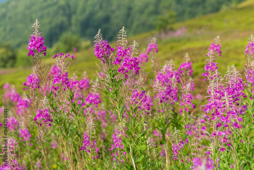 Fototapeta premium Blooming Fireweed Flowers in Carpathian Meadow