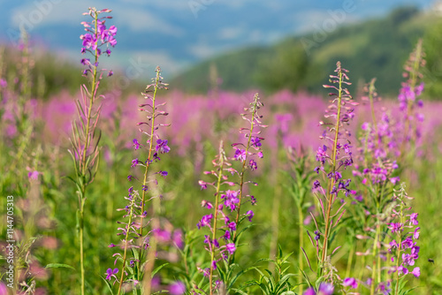 Blooming Fireweed Flowers in Carpathian Meadow