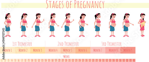 Stages of pregnancy - woman's belly growing month by month
