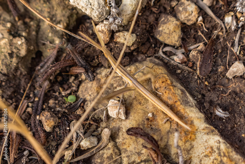 Stick Insect Camouflaged as Plant Branches, Cyprus Insect