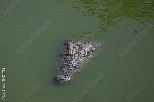 crocodile in the water