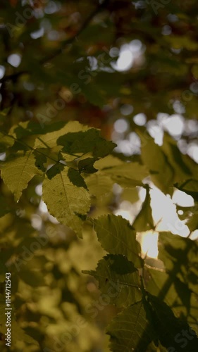 autumn leaves in morning light