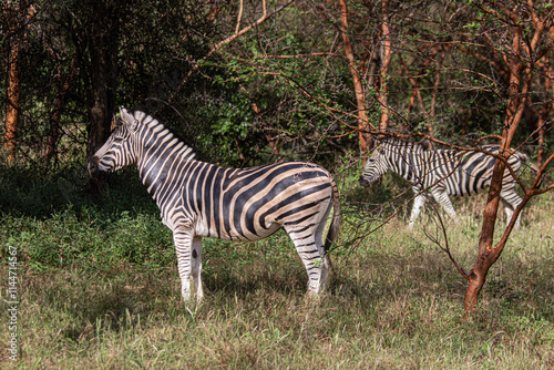 zebra in the wild photo