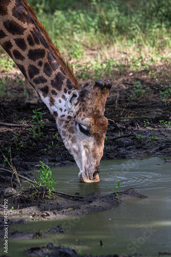 Canvas Print giraffe eating grass