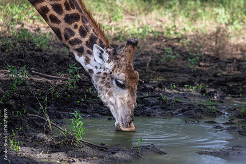 Photography giraffe eating grass