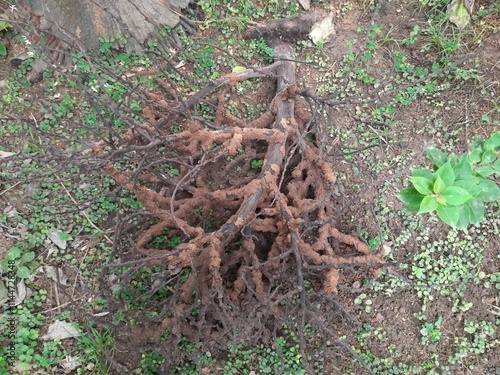 Termites eating tree dry branch. Tree branch that has become infested with thousands of termites, insects and their larvae, which have filled the wood with tiny holes. Termite nest on the dry wood. 
 photo