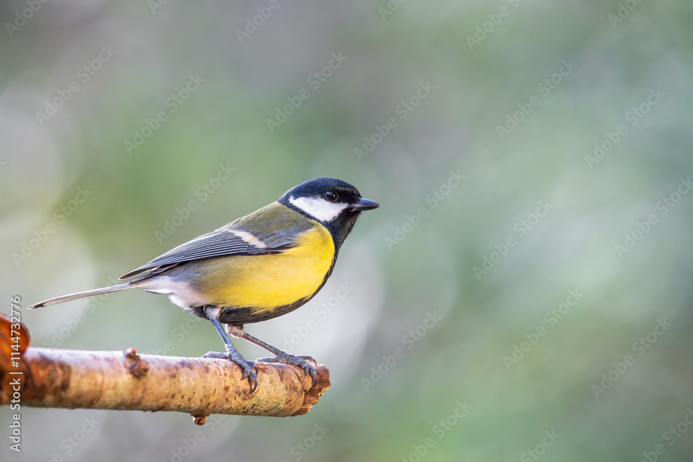 Naklejka premium Great tit perched on a branch with a blurred bokeh background. 