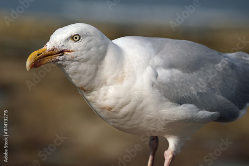 The common gull looks like a small, gentler version of the herring gull, with greenish legs and a yellow bill.  photo