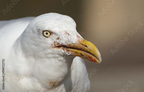 The common gull looks like a small, gentler version of the herring gull, with greenish legs and a yellow bill.  photo