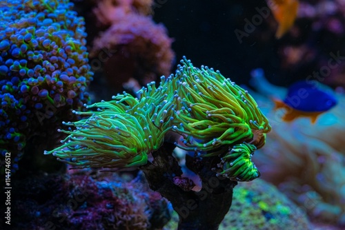 fluorescent torch coral move green tentacle, soft coral grow on frag plug, reef marine aquarium, live rock mariculture aquascape, damselfish figure, LED actinic blue light, wave maker laminar flow photo