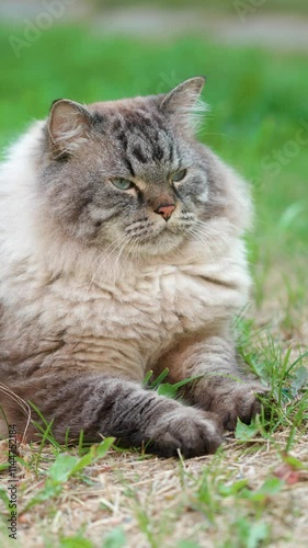 Wallpaper Mural Neva Masquerade Siberian domestic cat resting on a  lawn, looking calm and content in a natural outdoor setting Torontodigital.ca