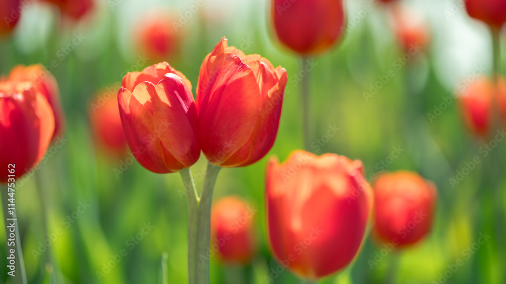Fototapeta premium lots of beautiful red tulips, spring natural background