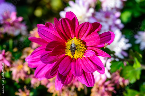 Flower fly hoverfly collects nectar on autumn flowers Chrysanthemum in the garden photo