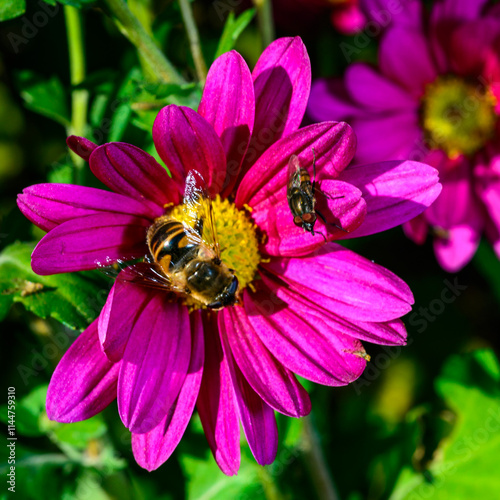 Batman hoverfly - Myathropa florea,  flower fly hoverfly collects nectar on autumn flowers Chrysanthemum photo