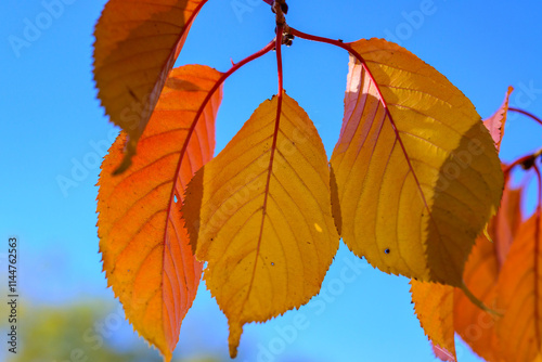 Yellow leaves in autumn on a branch of a Japanese cherry tree or sakura in the garden photo