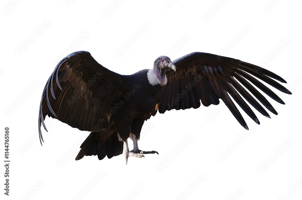 Obraz premium andelan condor isolated on white background