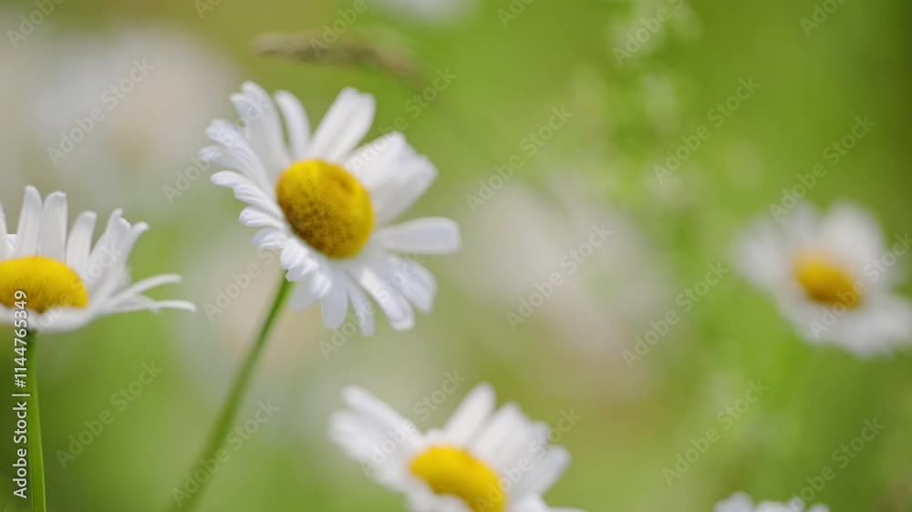 Macro shot of daisies against a green background in slow motion, showcasing delicate petals and nature's beauty Macro shot of daisies against a green background in slow motion, showcasing delicate petals and nature's beauty